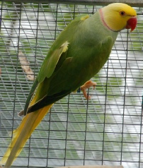 Indian Ringneck Colour Chart