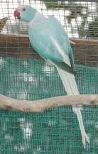 Indian Ringneck Colour Chart